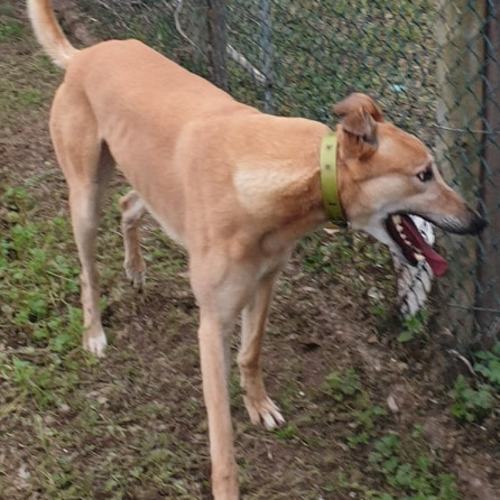Could you foster sweet Rosso?