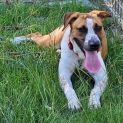 Photo of Sadie