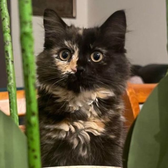 Photo of Coral (Located In Cranbourne East)