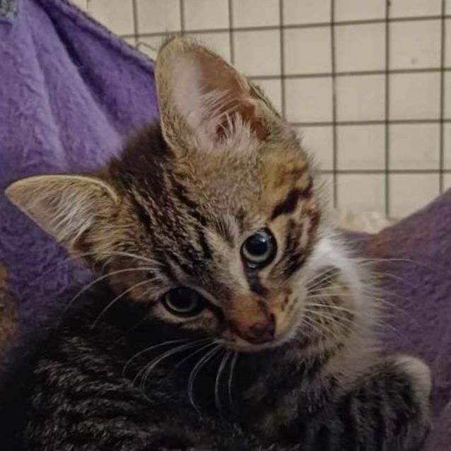 Photo of Hustler **2nd Chance Cat Rescue**
