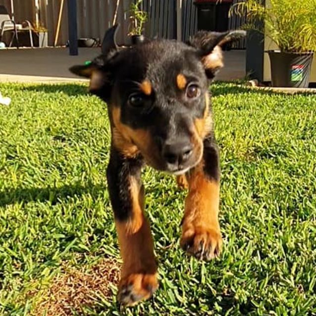 Photo of Puppy Annabelle Dl2393