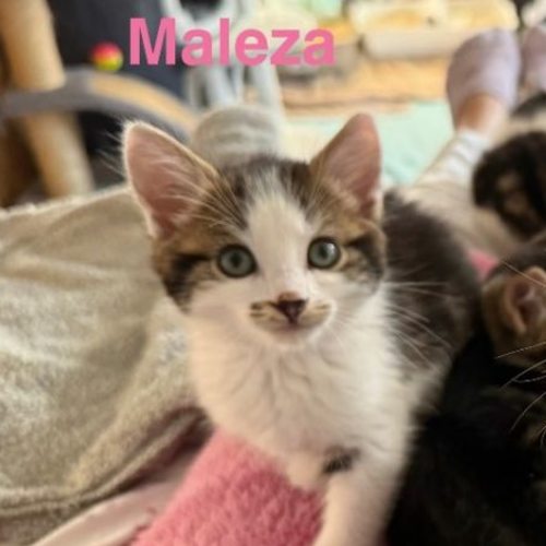 Maleza **2nd Chance Cat Rescue**
