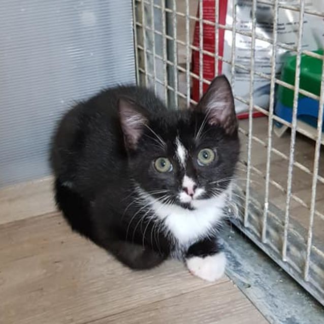 Photo of Truffle **2nd Chance Cat Rescue**
