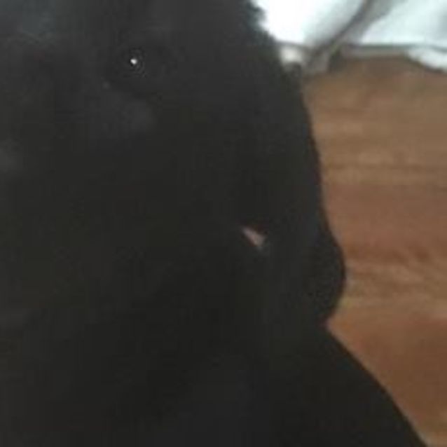 Photo of Frankie ( An Absolute Joy! )