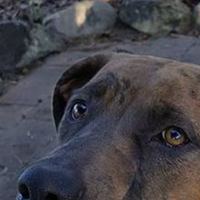 Maryanne Large Female Rhodesian Ridgeback x Louisiana Catahoula Leopard Dog Mix Dog in QLD