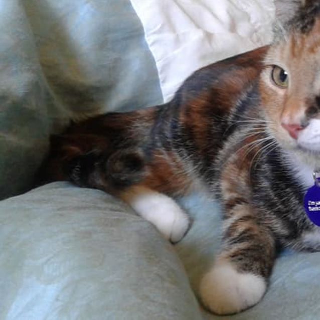 Photo of Penny Pants