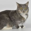 Photo of Liath