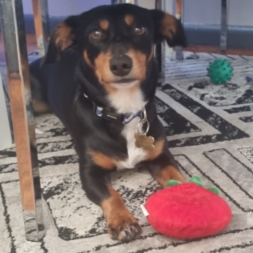 Derpy