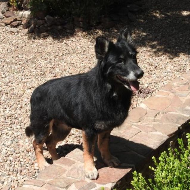 Photo of Bella And Frisco Aka The Lions