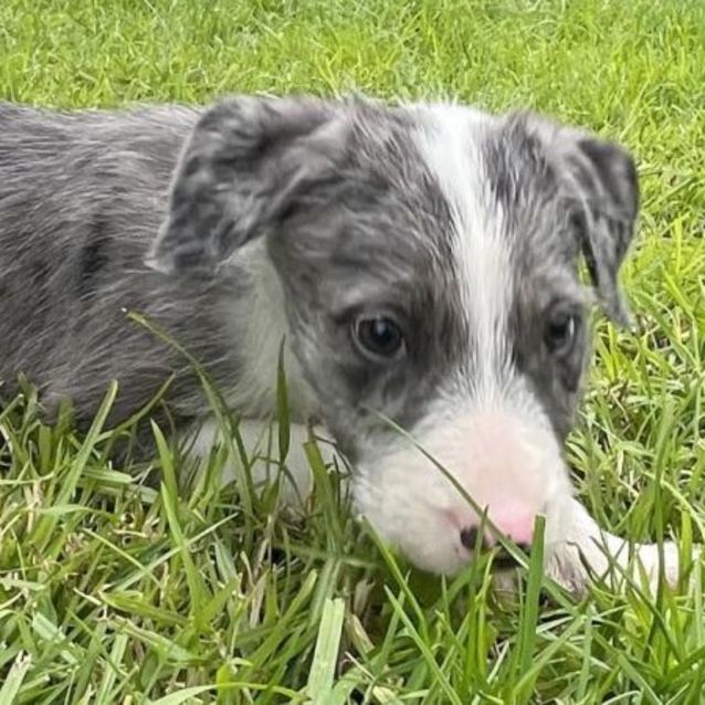 Photo of Luna