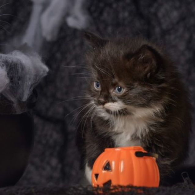 Photo of Cookie **2nd Chance Cat Rescue**