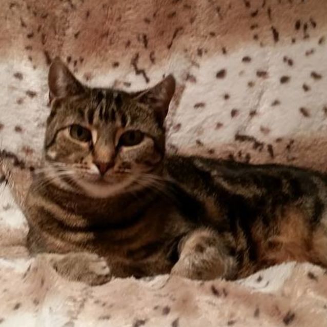 Tomasina ** 2nd Chance Cat Rescue** Female Domestic Short Hair Cat in