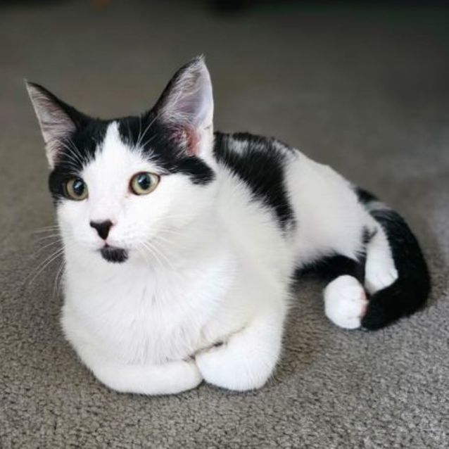 Photo of Oreo