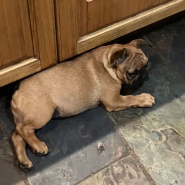 Ewok french bulldog discount