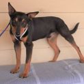 Photo of Archie