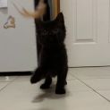Photo of Blitzle **2nd Chance Cat Rescue**