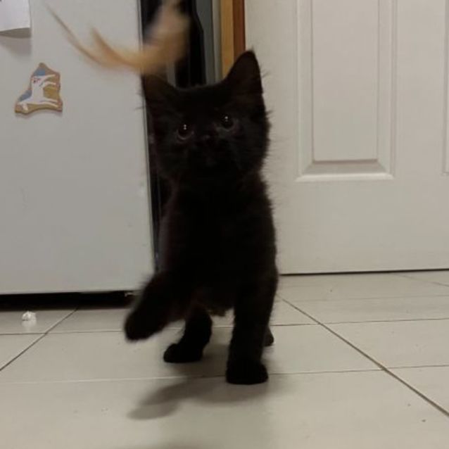 Photo of Blitzle **2nd Chance Cat Rescue**