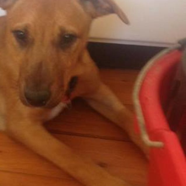 Photo of Lexi (On Adoption Trial)