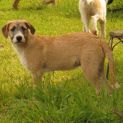 Photo of Cormac