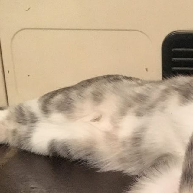 Photo of Harlow