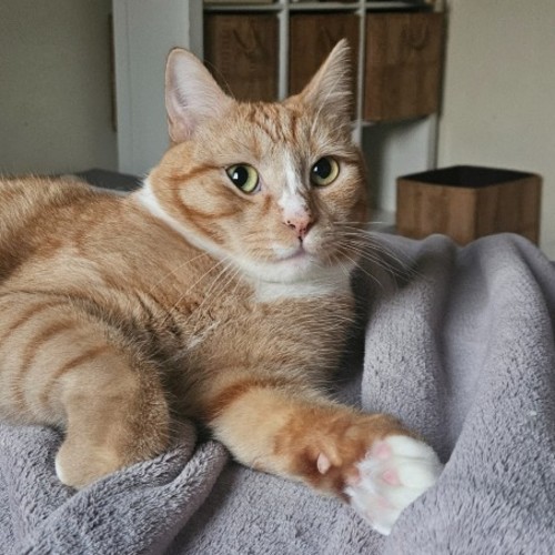 Marmalade