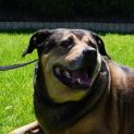 Photo of Angus
