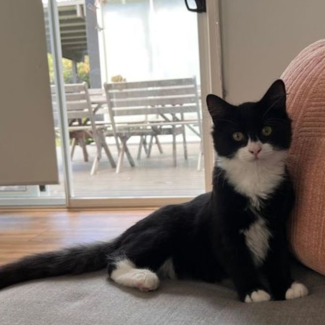 Photo of Potato And Sylvester