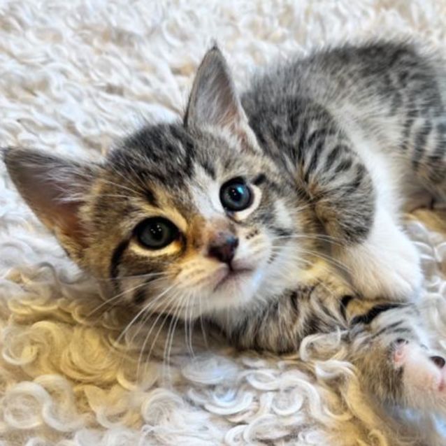 Photo of 💜💜 Chickpea 💜💜