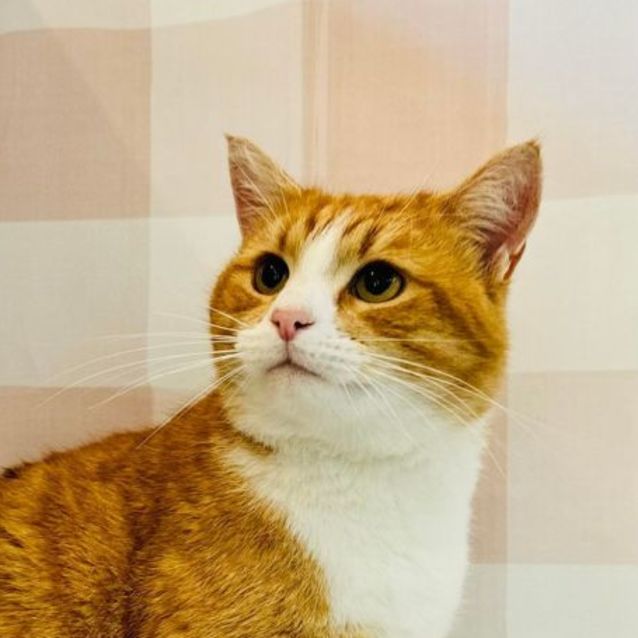 Photo of Wyatt   Located In Preston