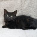 Photo of Loshi **2nd Chance Cat Rescue**