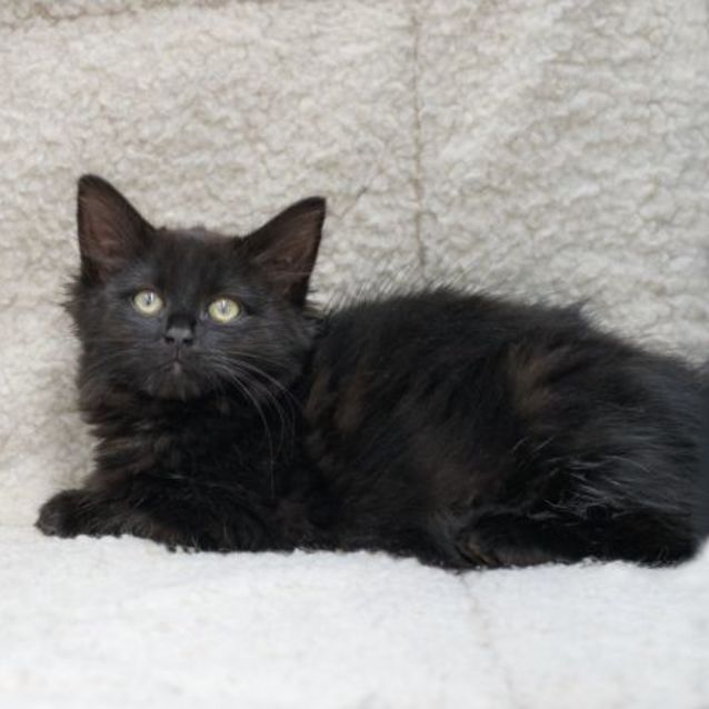 Photo of Loshi **2nd Chance Cat Rescue**