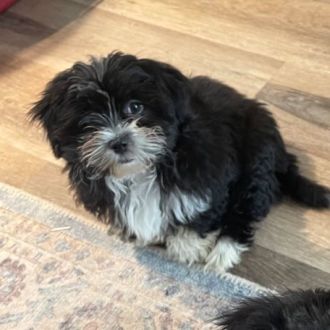 Small Female Shih Tzu x Maltese Dog