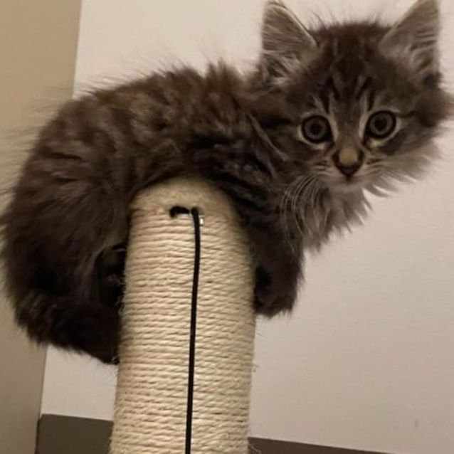 Photo of Scout