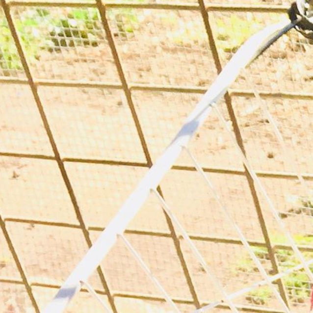 Photo of Mr. Black Would Love A Foster Or Forever Home!