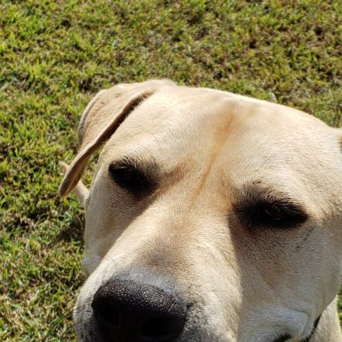 Harvey
