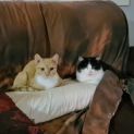 Photo of Pumpkin