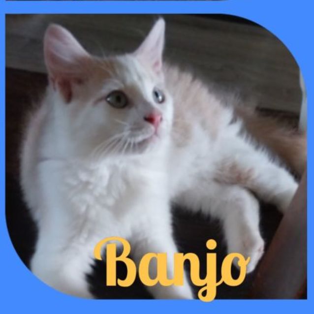 Photo of Banjo