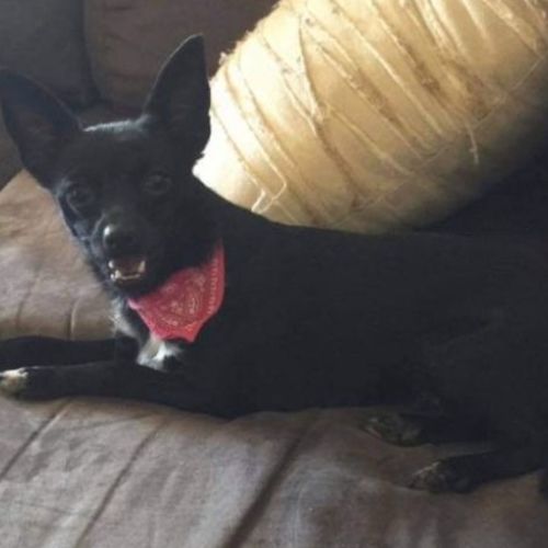 Sookie 