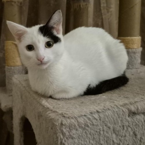 March ** 2nd Chance Cat Rescue**