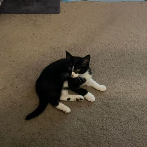 Twilight**2nd Chance Cat Rescue**