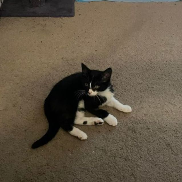 Photo of Twilight**2nd Chance Cat Rescue**