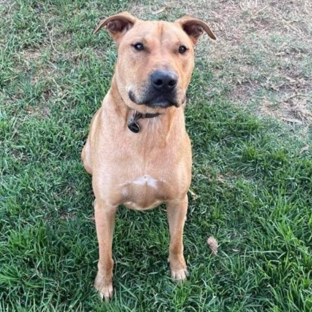 Photo of Chester