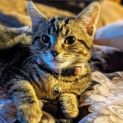Photo of Bilimbi **2nd Chance Cat Rescue**