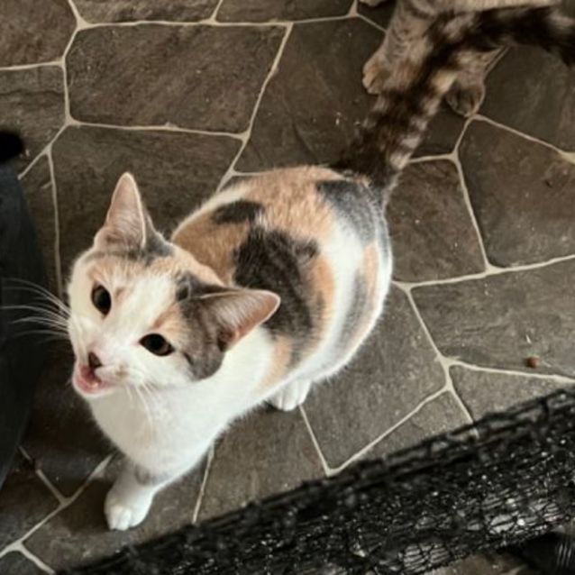 Photo of Akira   Can Deliver To You