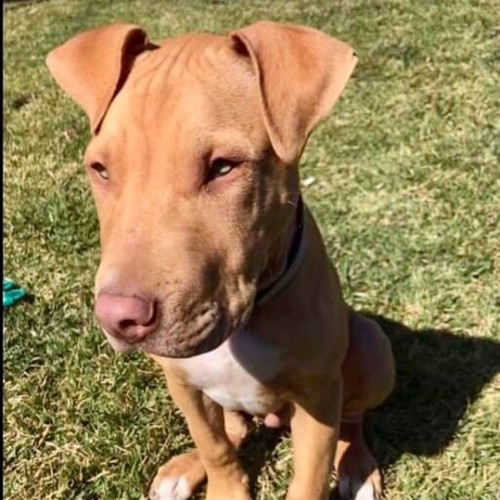 Ziggy ~ Amstaff puppy (pend. adoption)