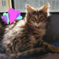 Photo of Siberian Rescue Kitties