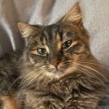 Photo of Scarlett Located In Preston