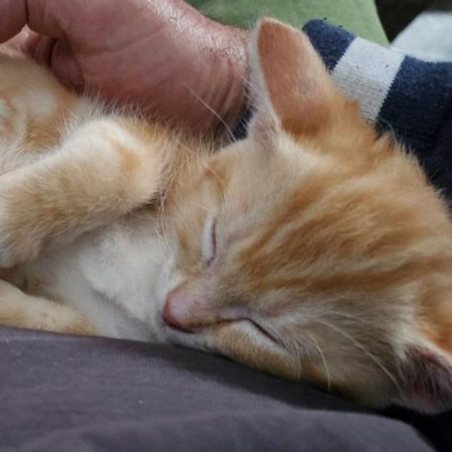 Photo of Ziggy Boy