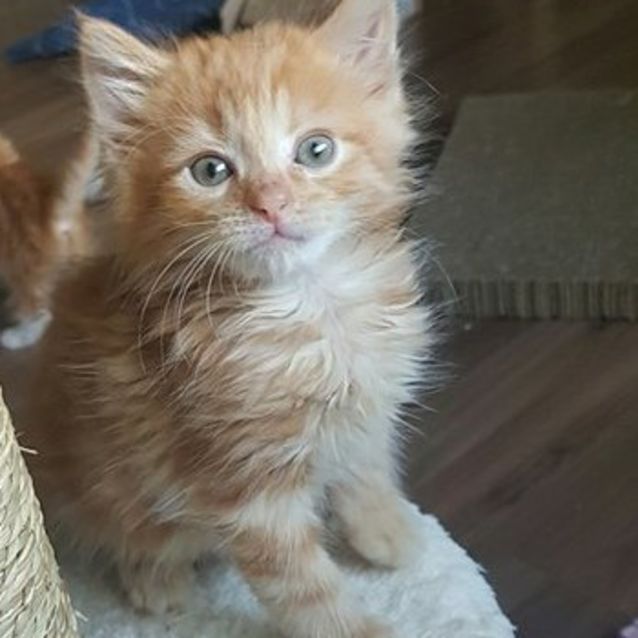 Photo of Zuma **2nd Chance Cat Rescue**