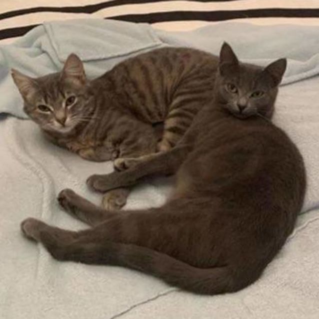 Photo of Melody & Lyric